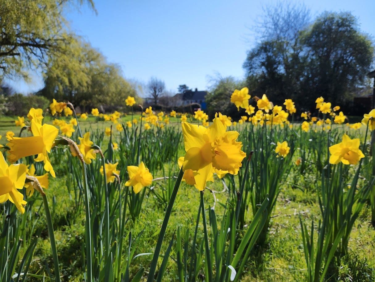 daffodils in the garden